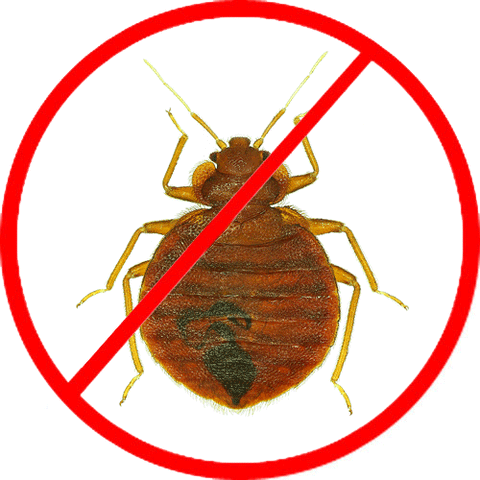 Bedbug Visual Inspection